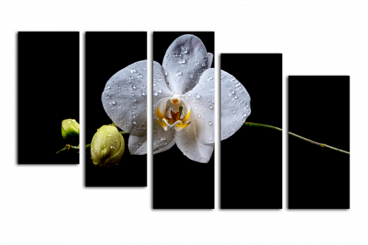 Модульная картина Капли на орхидее